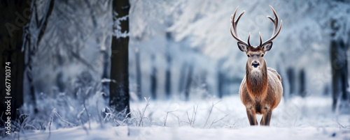 Forest deer against the backdrop of a winter forest landscape. Winter time background. © Chrixxi