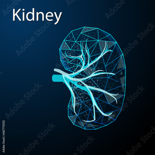 Polygonal vector illustration of human kidney on a dark blue background. Internal organ low poly design. Human excretory system concept.