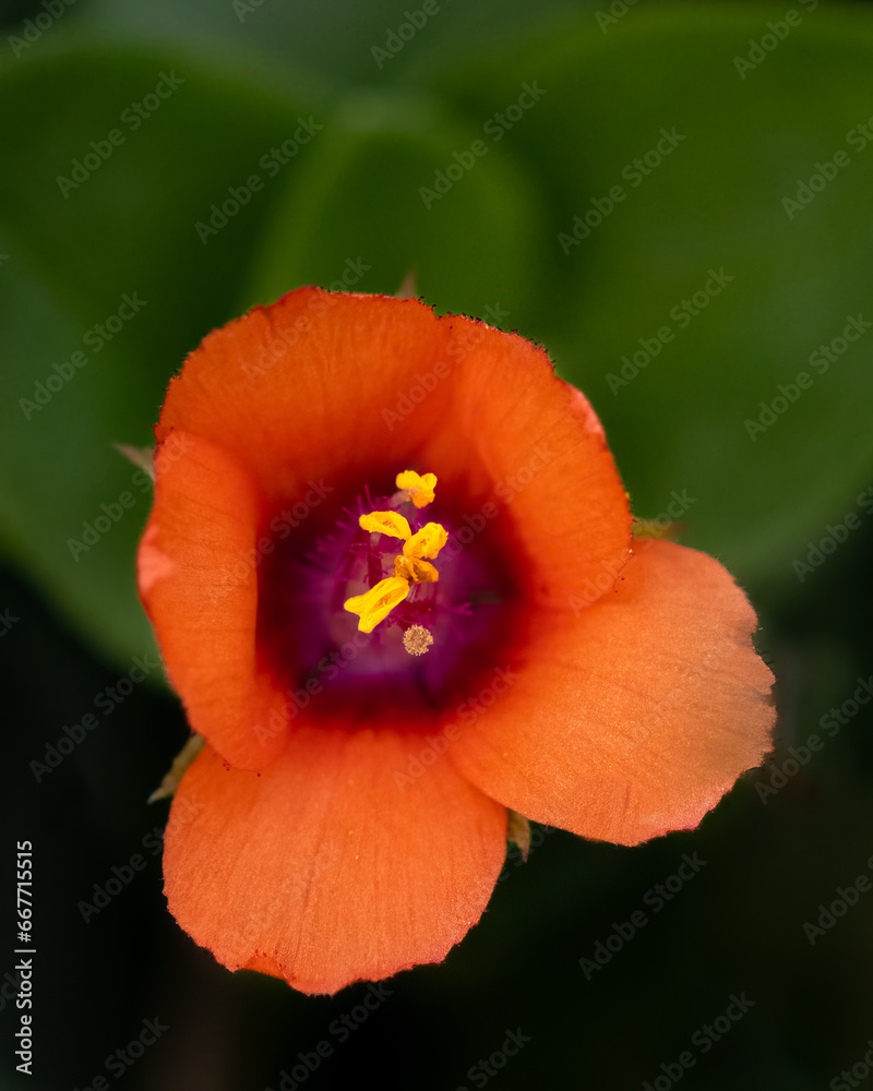 Flowers - Scarlett Pimpernel, Round Hill, Virginia Flowers - Scarlett Pimpernel, Round Hill, Virginia