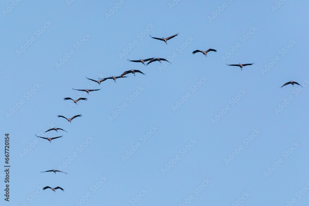 Fliegende Kraniche am Abend am Bodden vor Zingst. Fliegende Kraniche am Abend am Bodden vor Zingst.