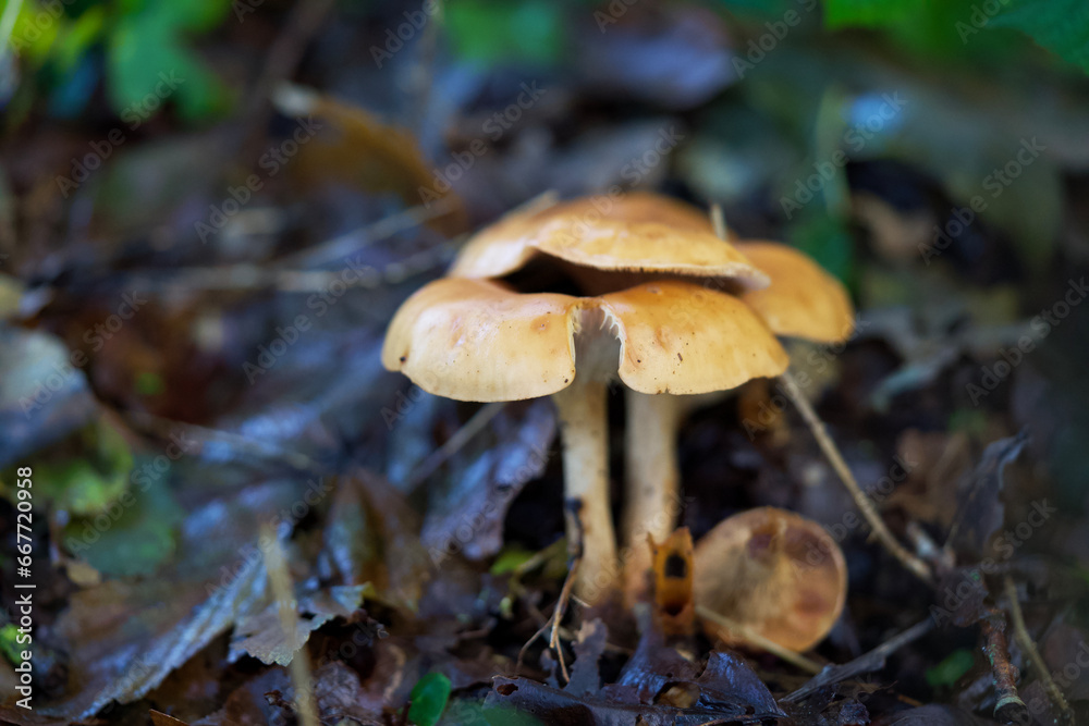 Macro shot of mushrooms in the fall. Mushrooms in autumn. Macro shot of mushrooms in the fall. Mushrooms in autumn.