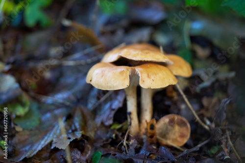 Macro shot of mushrooms in the fall. Mushrooms in autumn.