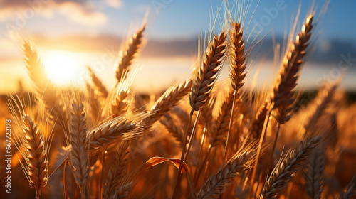 Golden Ripe Ears of Wheat on Nature in Summer Field at Sunset Rays of Sunshine Defocused Background