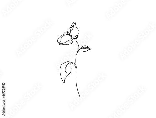 Continuous one line drawing of rose flower. Rose flower outline vector illustration.