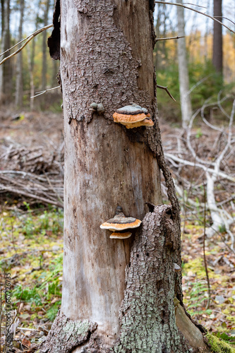 Mushroom growing on dead tree trunk in forest