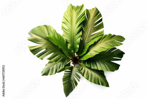 Overhead view of tropical banana palm tree against a white background. Generative AI