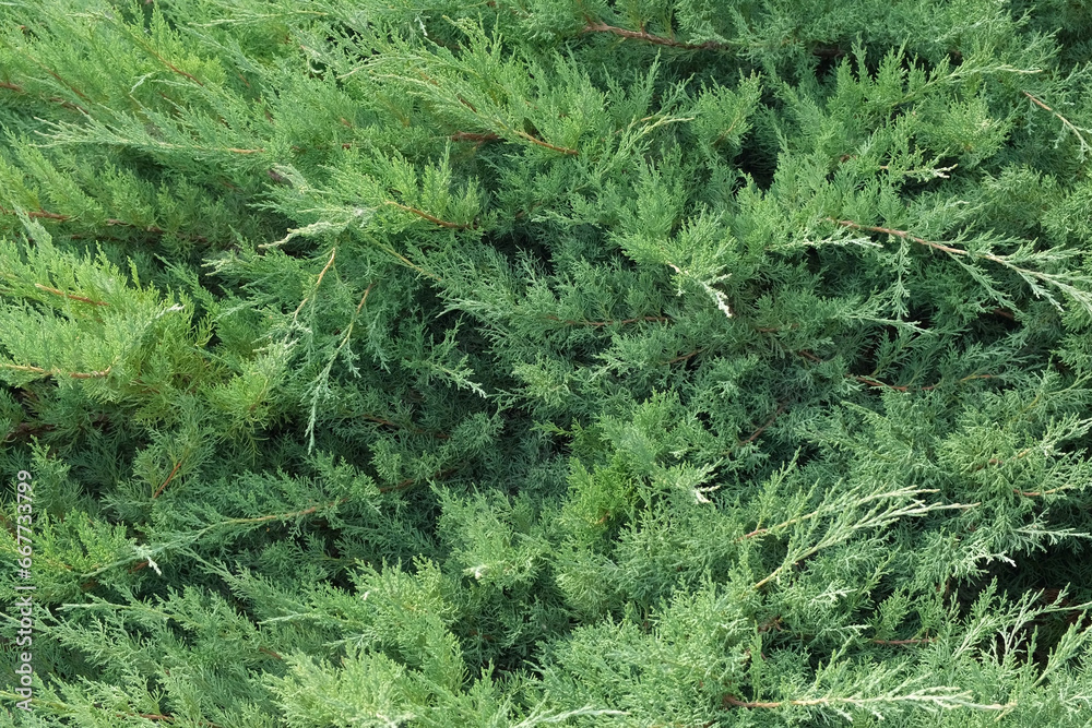 Cypress genus Juniper medium Gold Kissen in the yard pathway. Landscaping, path design. Decorative conifer Evergreen Juniperus squamata Green Carpet. Ornamental dwarf blue silver plant. Stone garden