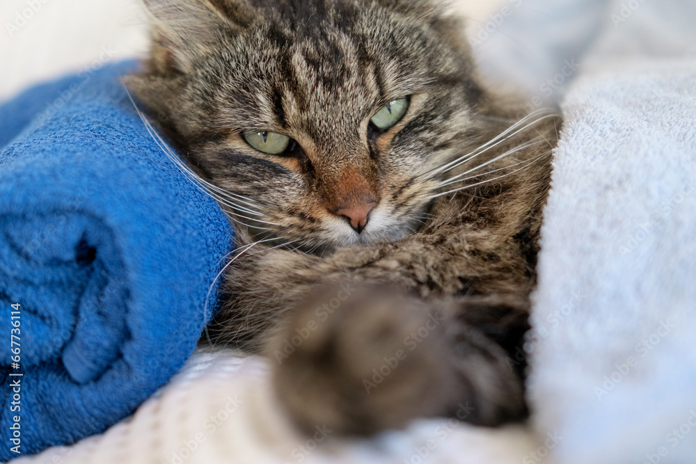 Happy Cat sleeping and resting with towel after bathing procedures. Funny Tabby Feline relax, calms down on a massage table while taking spa treatments. Pet Grooming. Humor. Aromatherapy, body care.