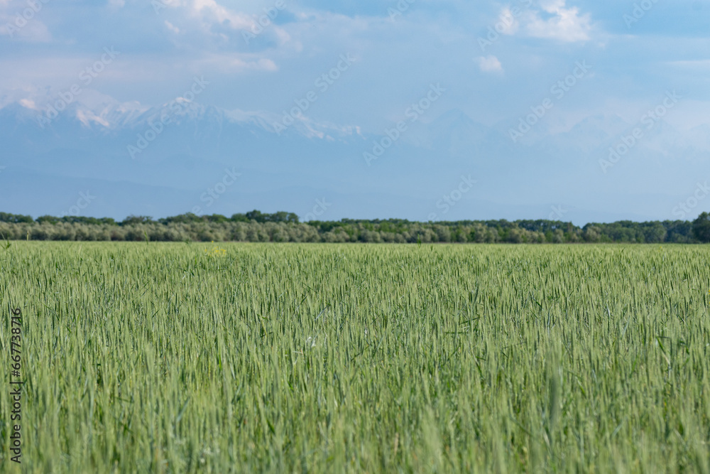 wheat field,skiline,trees and mountains. wheat field,skiline,trees and mountains.