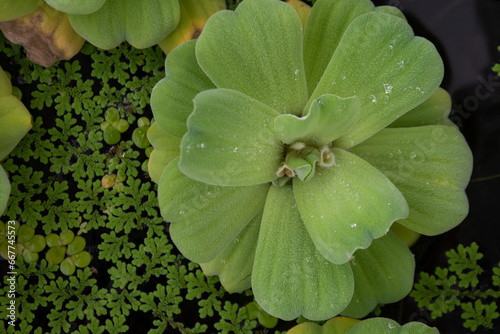 Water lettuce on the water in a fish pond or pond. © Aewaew