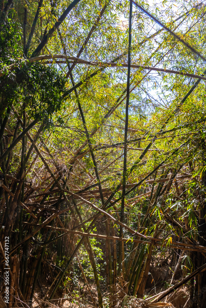 Fototapeta premium bamboo stems . Bamboo forest detail