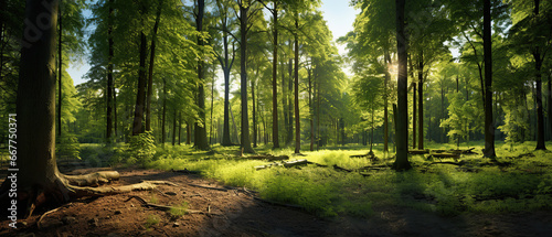 Beautiful forest panorama with large trees and bright sun  wide angle lens.