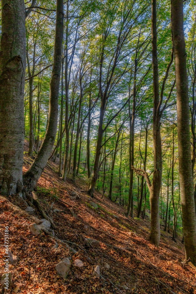 Fototapeta premium Beautiful rays of sunlight in a green beech forest, in Spain, Mountain Montseny
