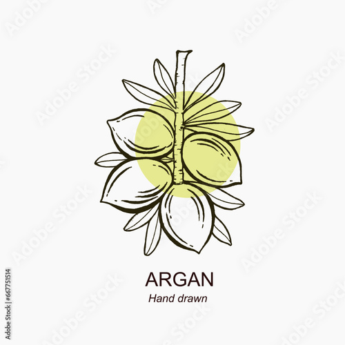Hand drawn argan banch. New argan illustration templete. Vintage illustration for logo, label, packaging.