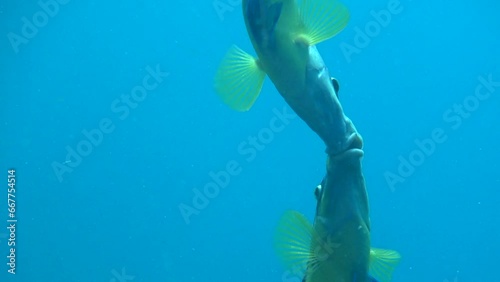 Couple of peacock wrasse (Symphodus tinca) in Mediterranean sea photo