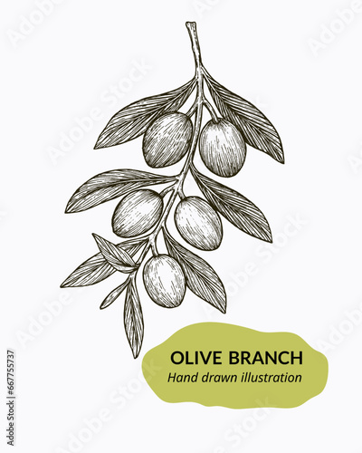 Hand drawn vector illustration olive branch. olive branch sketch. Vector illustration of olive branch for menu, logos, label, packaging.