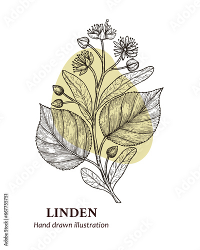 Hand drawn vector illustration linden flower. linden flower sketch. Vector illustration of linden flower. 