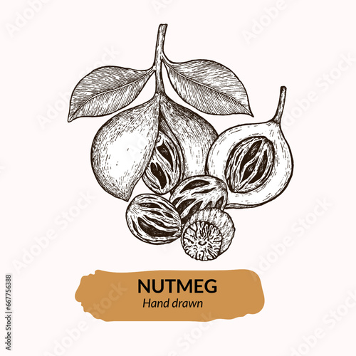 Nutmeg set sketch hand drawn vector. Hand drawn set of nutmeg. nutmeg logo template. For menu, recipe, packaging, wrapping paper, logos