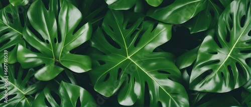 tropical leaves  green leaves texture  nature background
