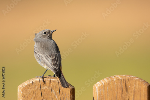 Bird female or young Black Redstart Phoenicurus ochruros small bird on green background - on the fence