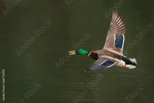 Male Mallard duck in flight (Anas platyrhynchos). Gelderland in the Netherlands. 