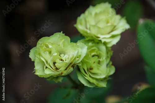 Green roses in the garden on a sunny summer day. Shallow depth of field.