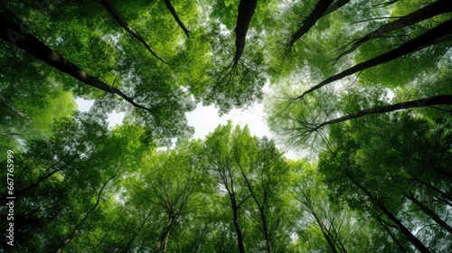 Looking up at the green tops of trees, Generative AI