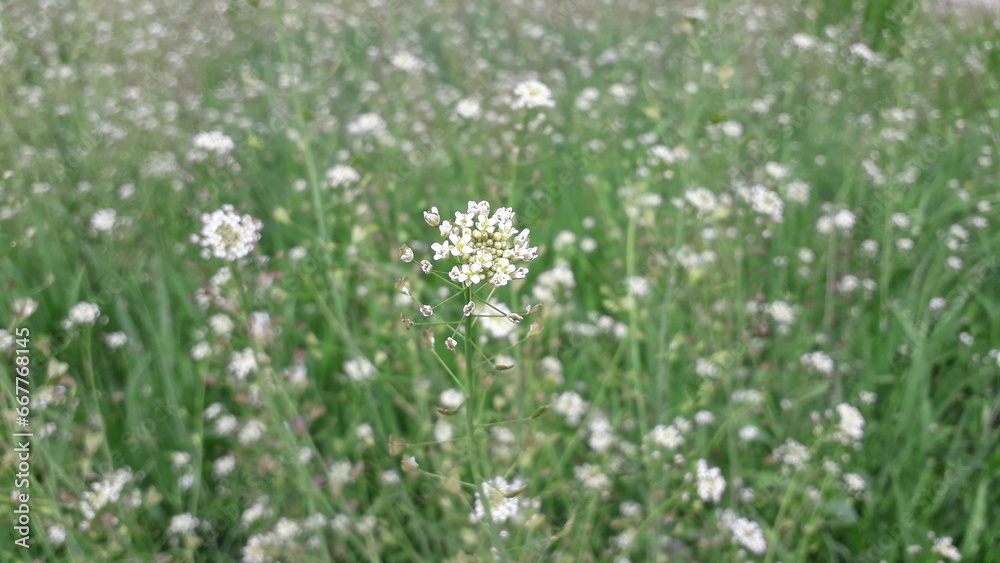 Shepherd's purse, purse, flowering plant. Medicinal herbs and flowers. Medicinal plants, herbal medicine.