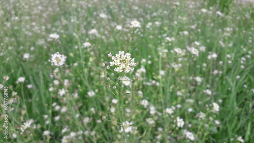 Shepherd's purse, purse, flowering plant. Medicinal herbs and flowers. Medicinal plants, herbal medicine.