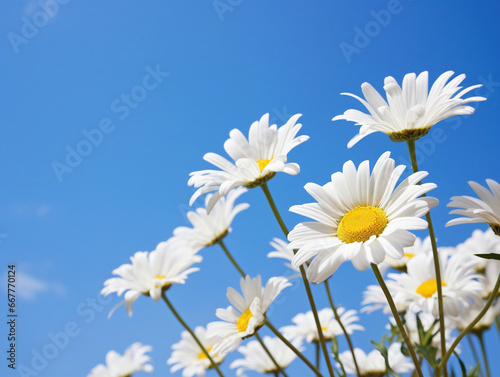 A vibrant cluster of delicate daisies blooming against a vivid backdrop of clear blue sky.