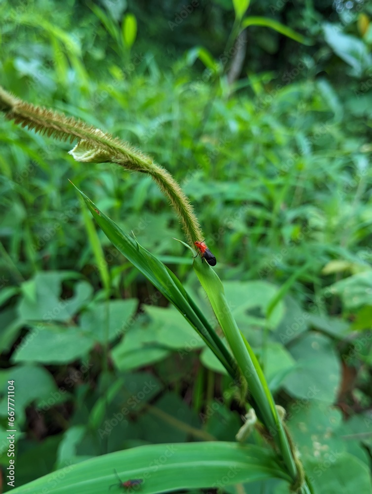Insects and beautiful environment Insects and beautiful environment