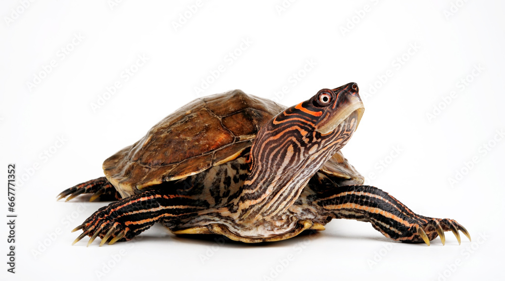 Mississippi map turtle // Mississippi-Höckerschildkröte (Graptemys pseudogeographica kohnii) Mississippi map turtle // Mississippi-Höckerschildkröte (Graptemys pseudogeographica kohnii)