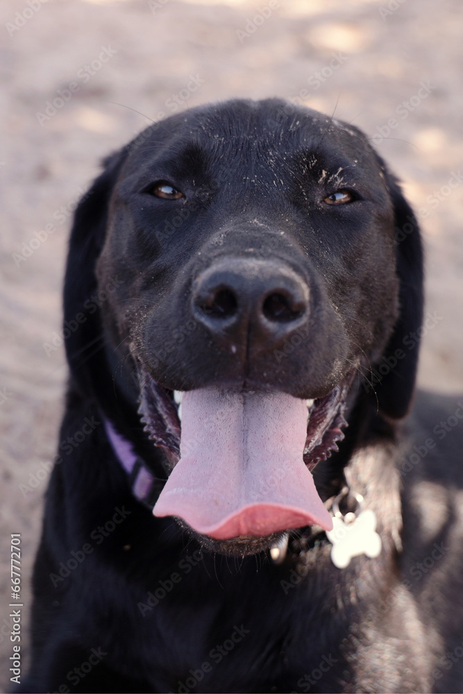 The black Labrador puppy is lying down in a shaded area, panting as it rests after some activity in the sun.