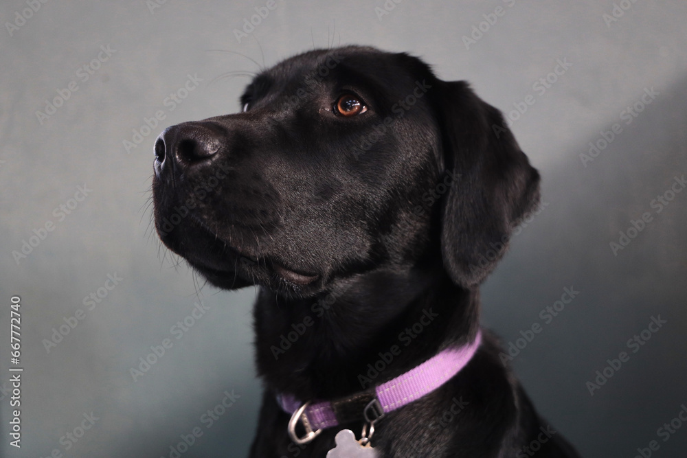 Tough-looking black Labrador puppy.