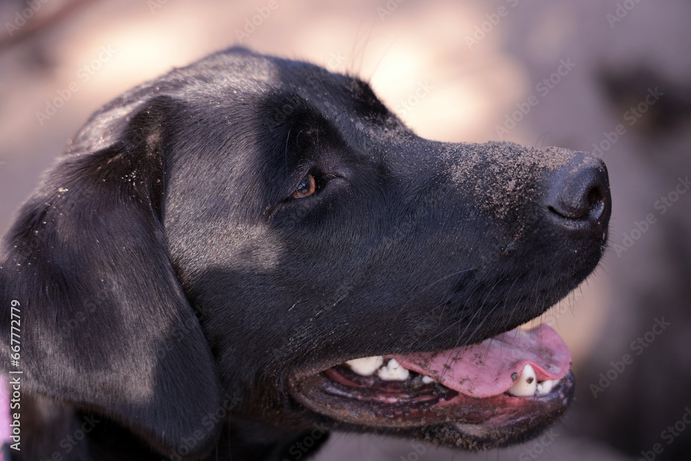 The black Labrador puppy has sand on its nose, evidence of a playful and enjoyable time. The black Labrador puppy has sand on its nose, evidence of a playful and enjoyable time.