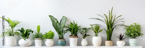 Houseplants displayed in ceramic pots on the white wall. Banner