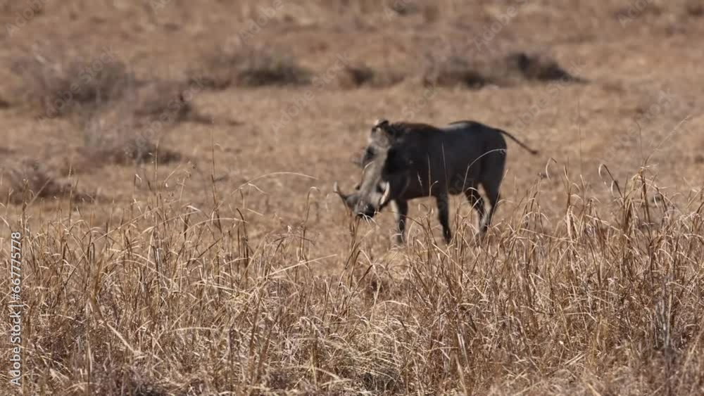 Warthog running through the savannah in Tanzania Warthog running through the savannah in Tanzania