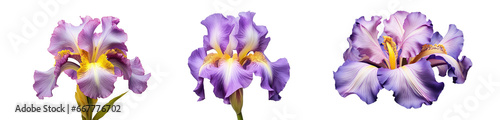 Set of blossoming iris flowers close-up, isolated on a transparent background. PNG, cutout, or clipping path.