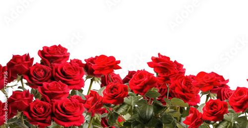 Bunch of red roses frame border for text and design with copy space, isolated on a transparent background. PNG cutout or clipping path. #667777956
