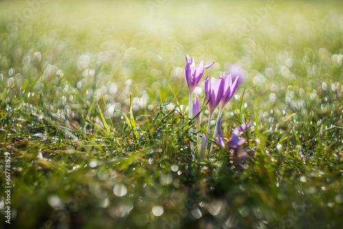 Ocun - Colchicum - colorful flower in a meadow in green grass. The photo has a beautiful bokeh created by an old lens. photo