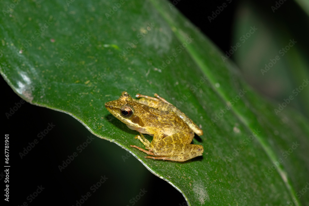 Obraz premium The rare and endangered Kloof frog, also known as the Natal diving frog, or Boneberg's frog (Natalobatrachus bonebergi) near a slow moving stream in a forest