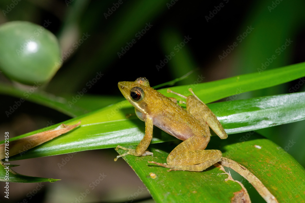 Obraz premium The rare and endangered Kloof frog, also known as the Natal diving frog, or Boneberg's frog (Natalobatrachus bonebergi) near a slow moving stream in a forest