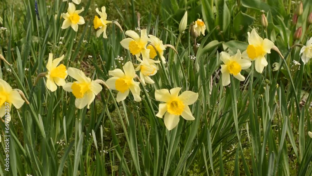 Yellow daffodils in a flowerbed are swayed in different directions by the wind. Yellow daffodils in a flowerbed are swayed in different directions by the wind.