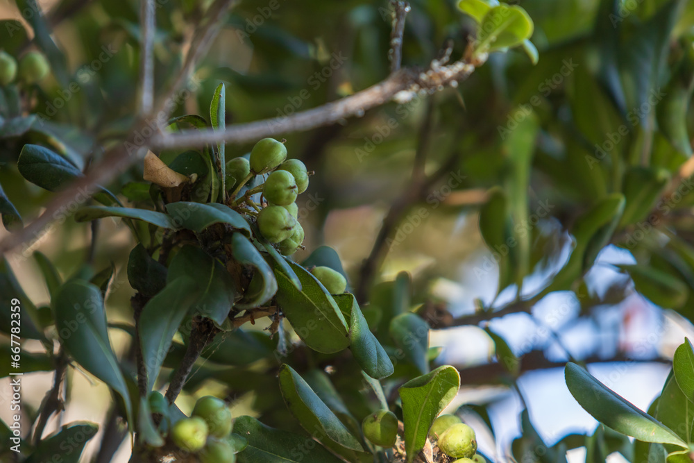 Small green fruits on the bush. there are green leaves around. Small green fruits on the bush. there are green leaves around.