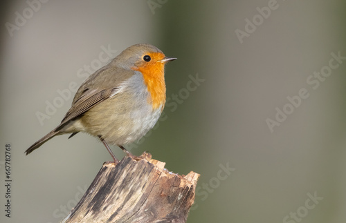 The European robin - at the wet forest in autumn