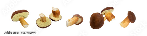 Boletus Badius or Bay Bolete Mushroom Collection Isolated