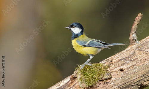 Great tit in autumn at a wet forest © Simonas