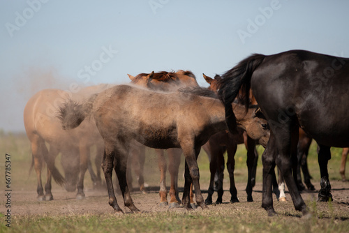 Amazing and great horses of argentina