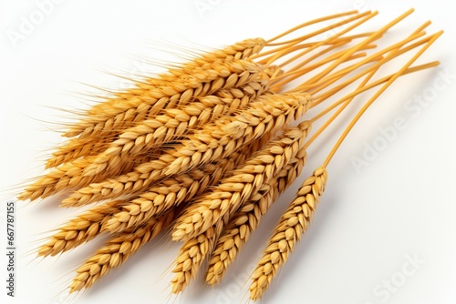 Isolated wheat on a pristine white background, emphasizing purity