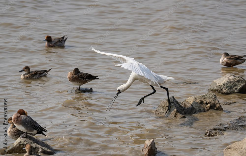 Fototapeta premium Black-faced Spoonbill at waterland in nature